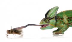 75377-camaleo.jpg, 20 KB