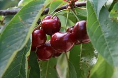 75766-cerezas.jpg, 28 KB