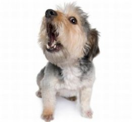 barkingdog2.jpg, 9 KB