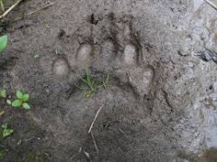 bear_track.jpeg, 18 KB